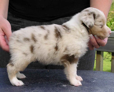Red Merle female #1, standing.